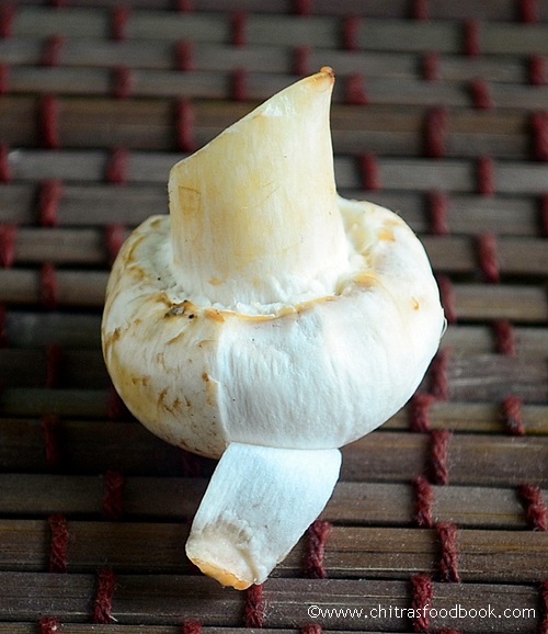 Mushroom outer layer Mushroom outer layer peel