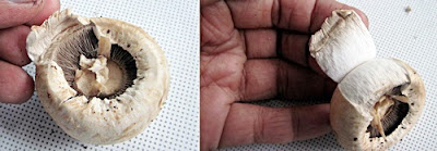 How to clean mushrooms How to clean mushrooms